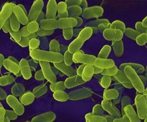 20101130094516_bacterial